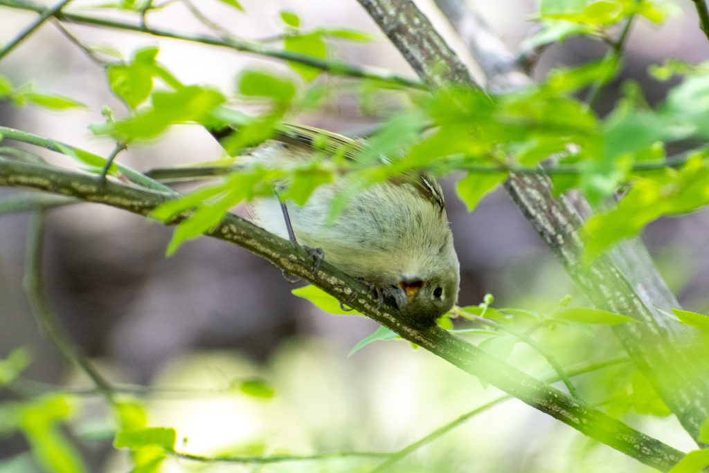 Ruby-crowned kinglet, Prospect Park