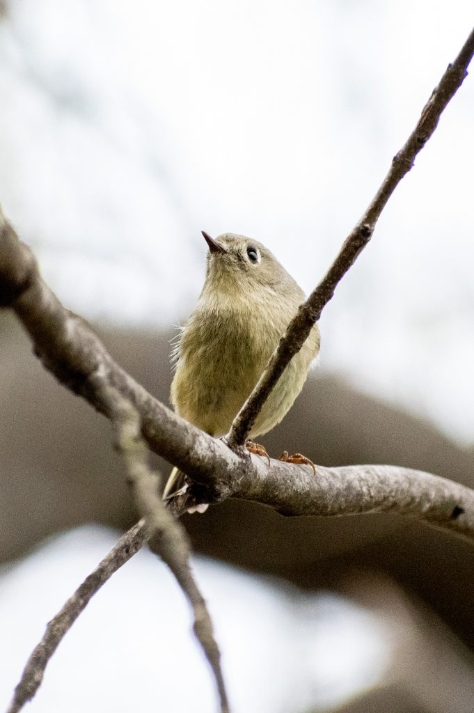 Ruby-crowned kinglet, Prospect Park