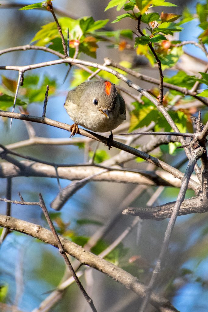 Ruby-crowned kinglet, Prospect Park