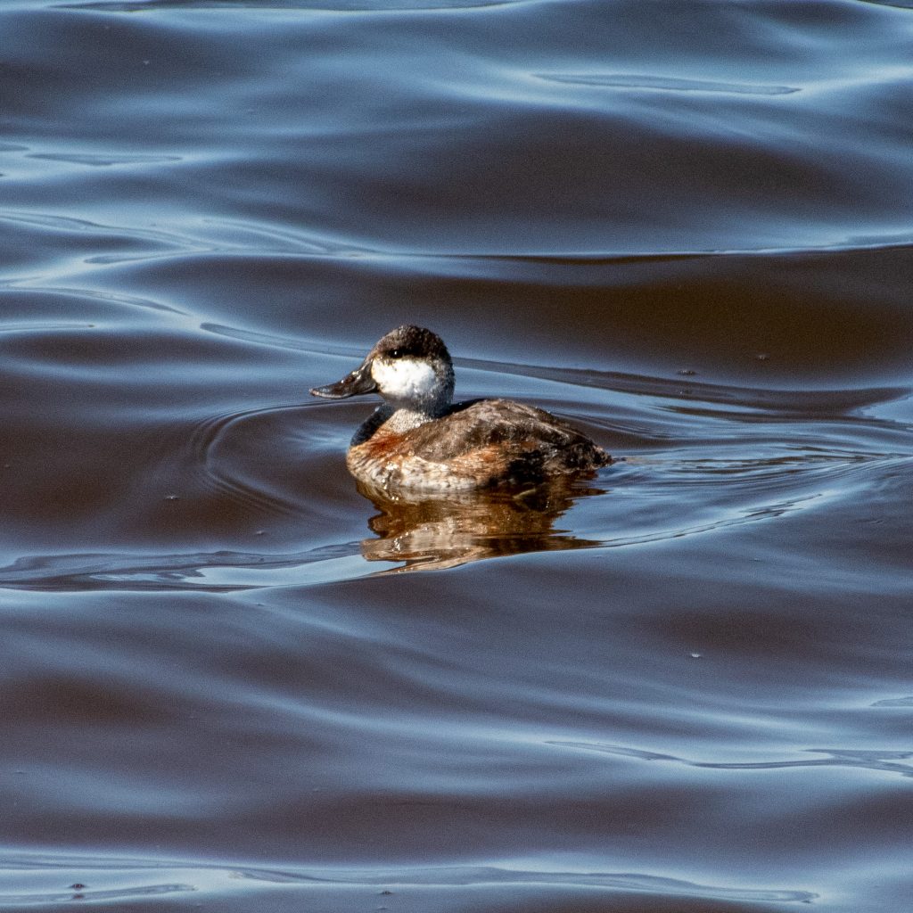 Ruddy duck, Jamaica Bay Wildlife Refuge