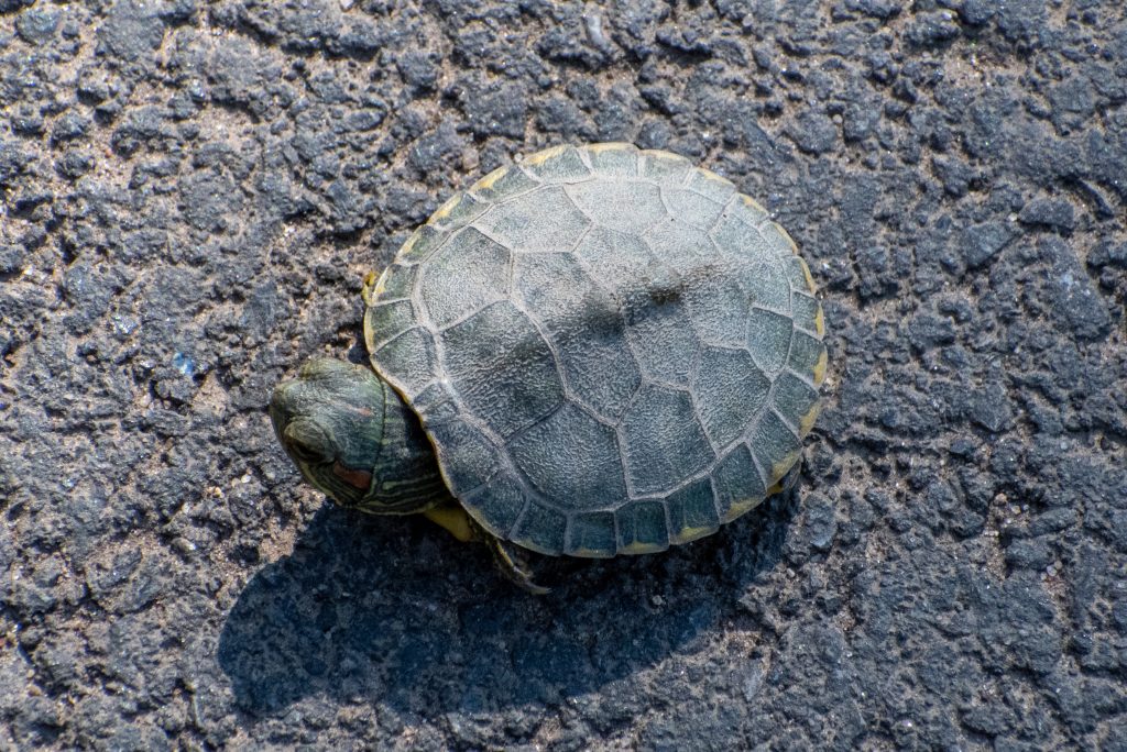 Turtle, Prospect Park Turtle, Prospect Park