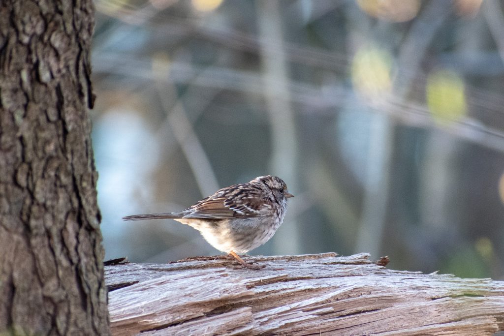 Song sparrow, Prospect Park