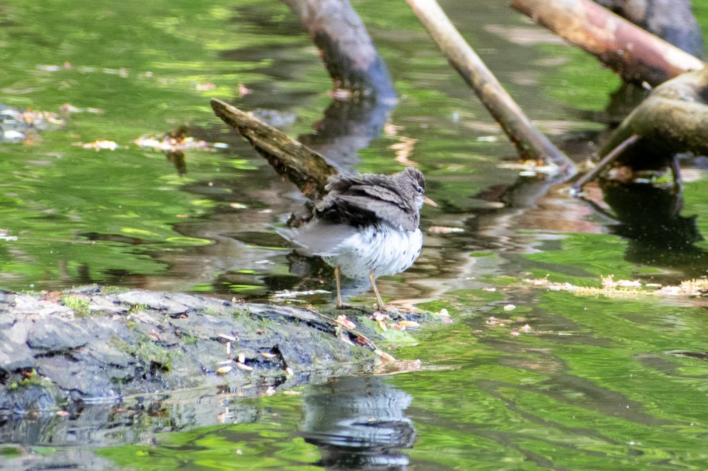 Spotted sandpiper, Prospect Park
