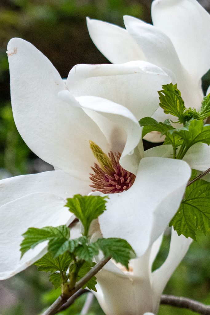 Star magnolia, Prospect Park