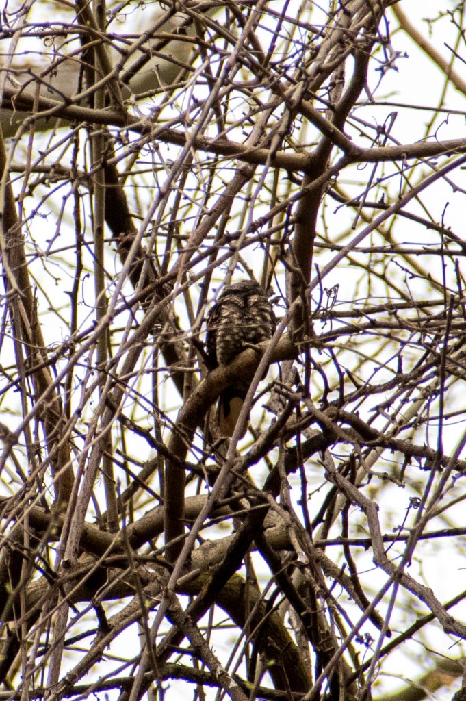 Whip-poor-will, Prospect Park