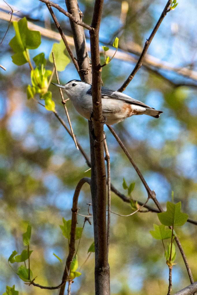 White-breasted nuthatch, Prospect Park