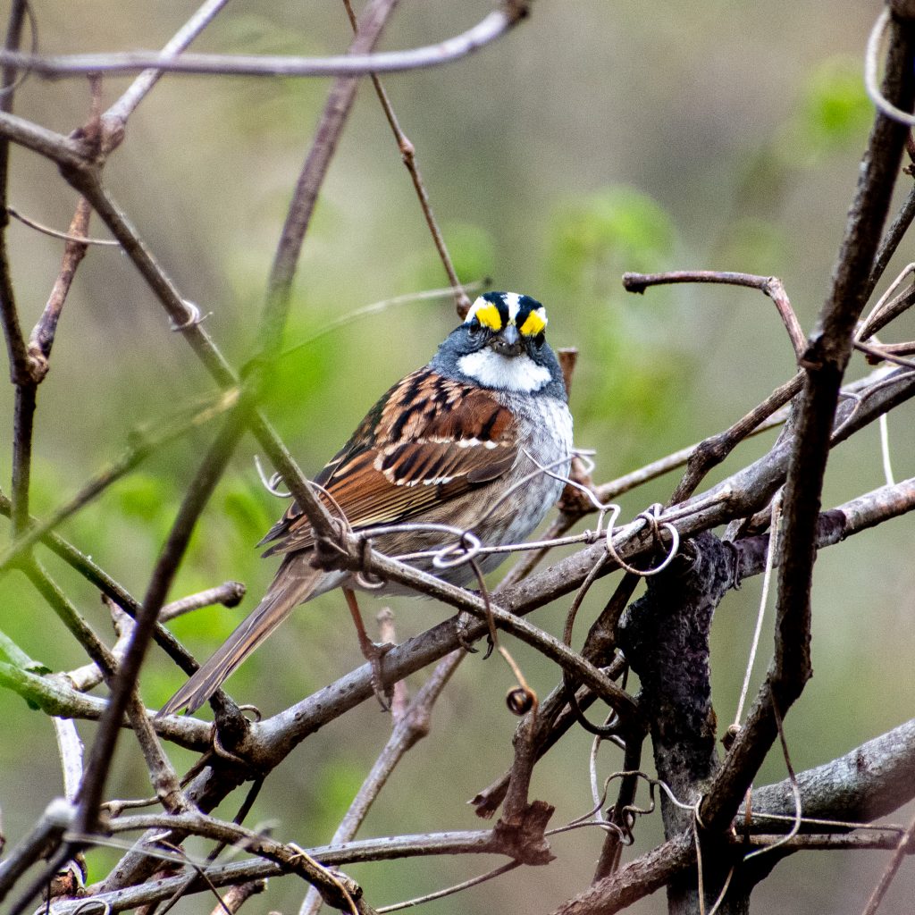 White-throated sparrow, Prospect Park