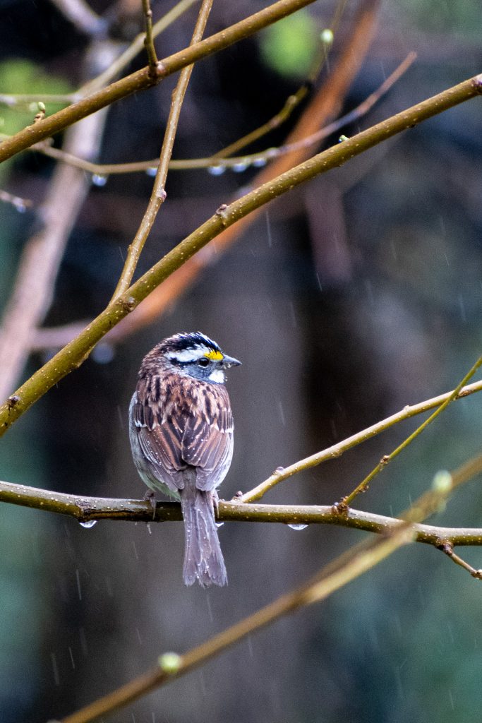 White-throated sparrow, Prospect Park