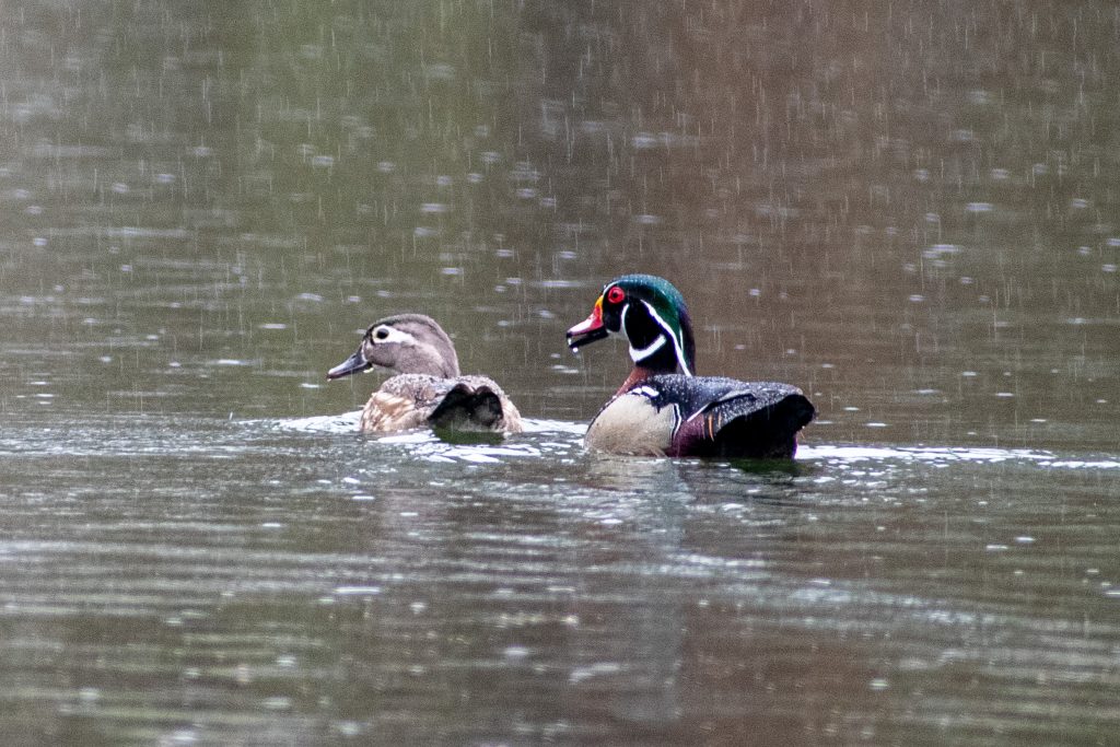 Wood ducks, Prospect Park