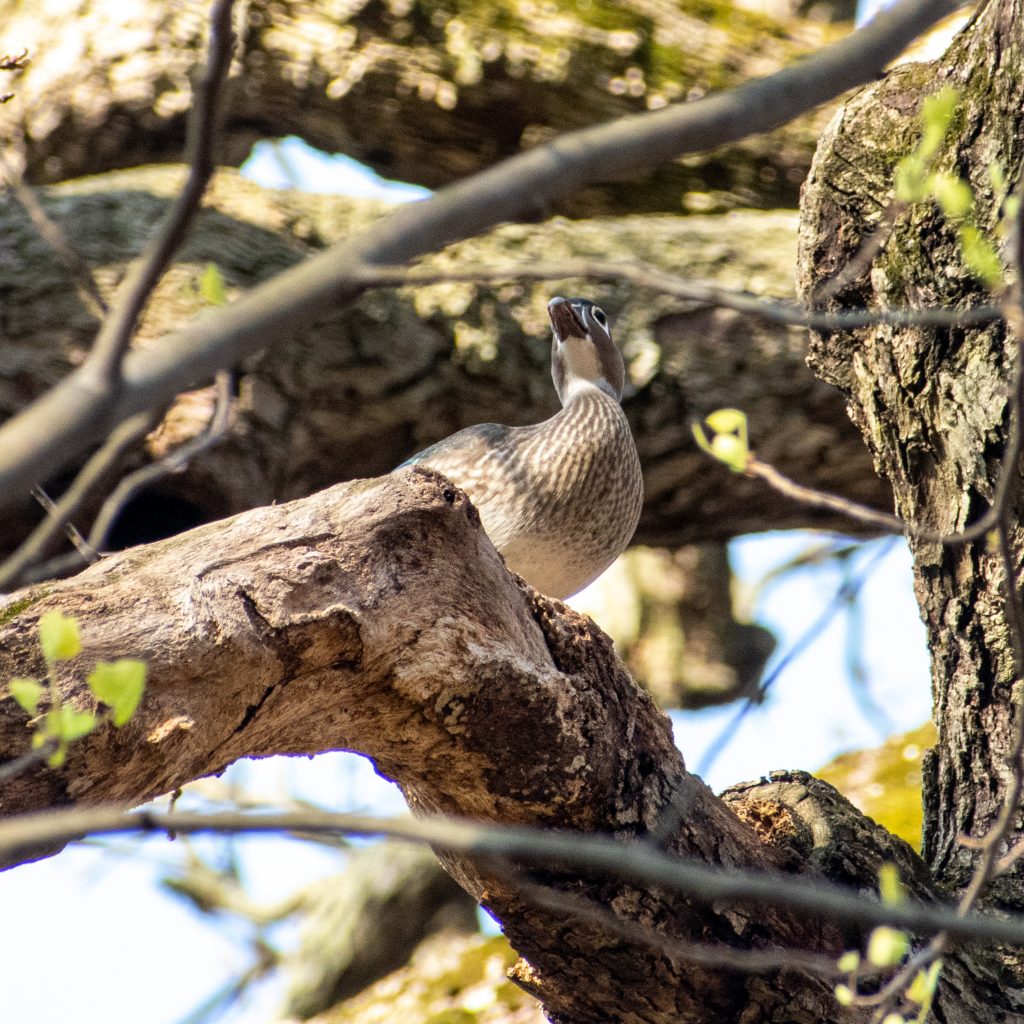 Wood duck (female), Prospect Park