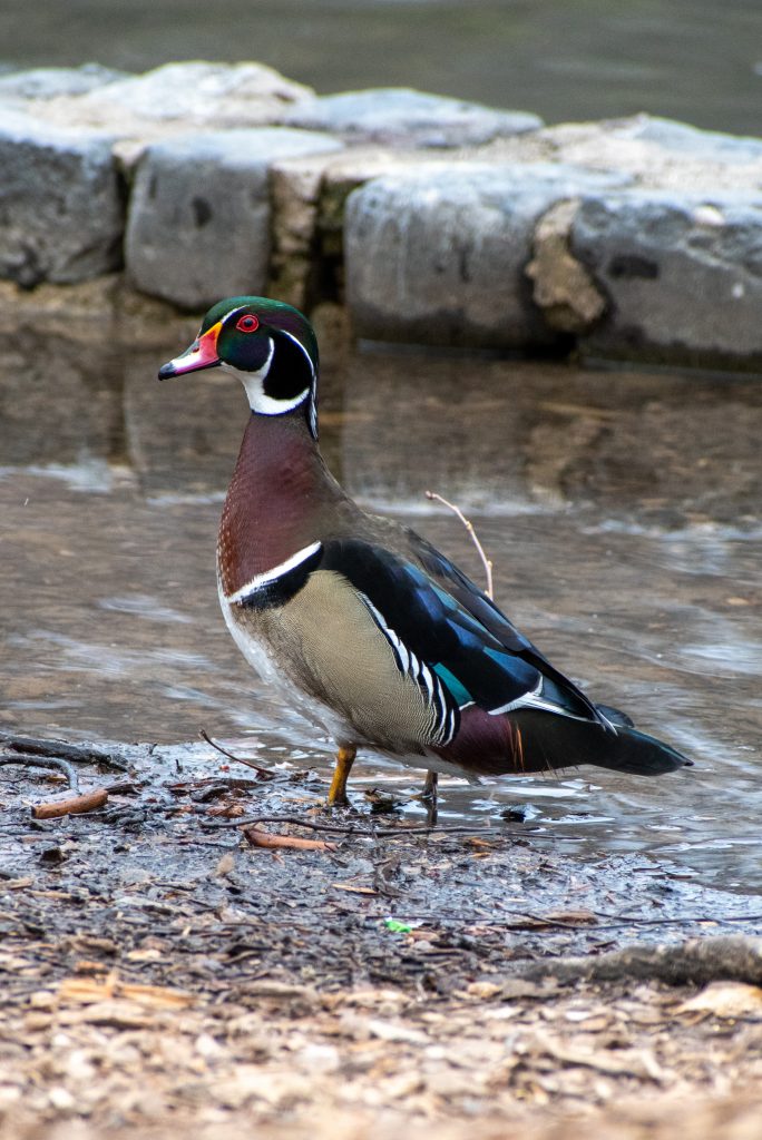 Wood duck (male), Prospect Park