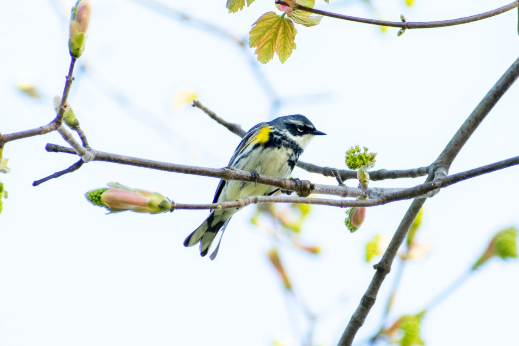 Yellow-rumped warbler, Prospect Park