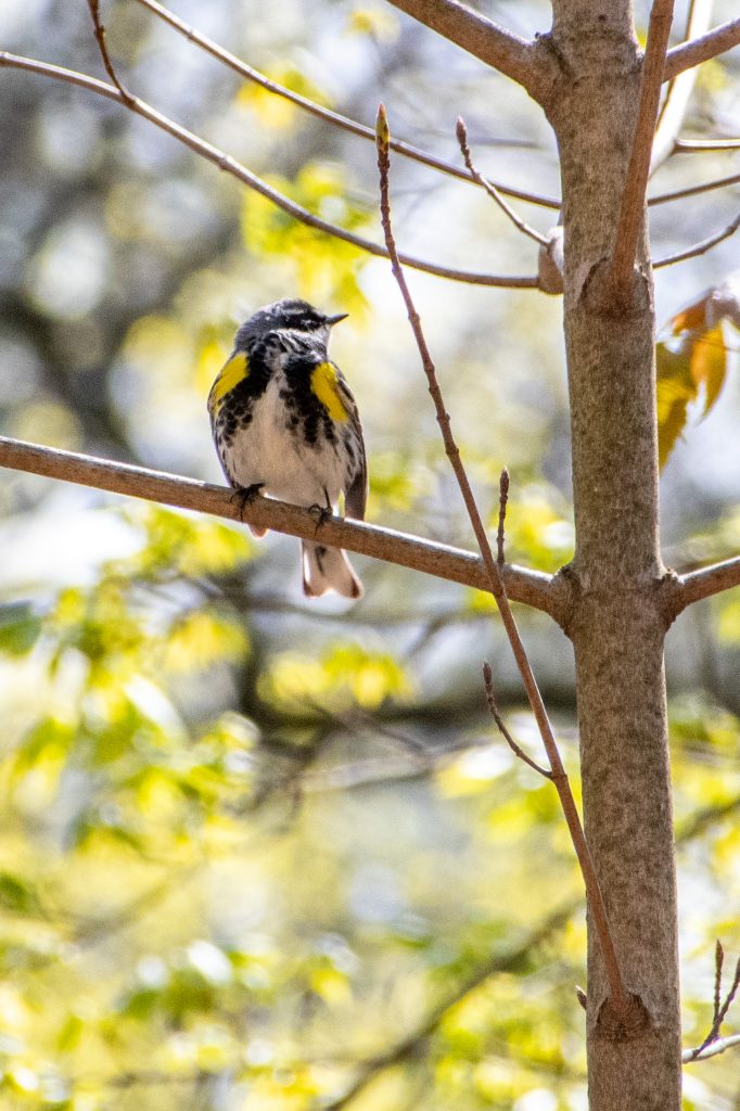 Yellow-rumped warbler, Prospect Park