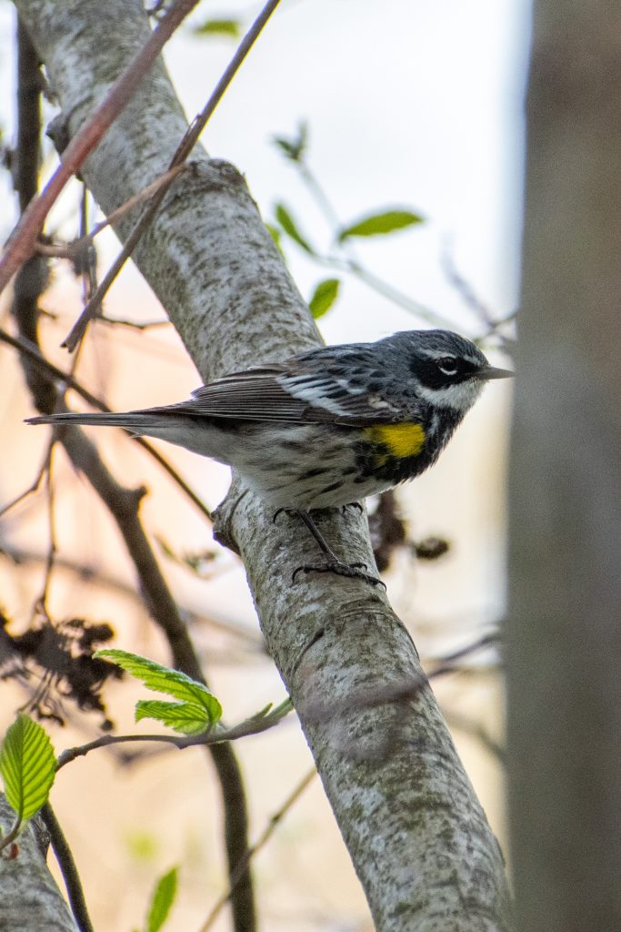 Yellow-rumped warbler, Prospect Park