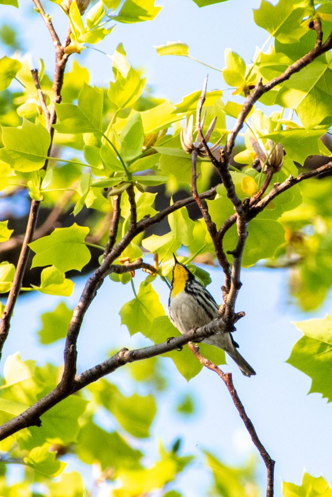 Yellow-throated warbler, Prospect Park