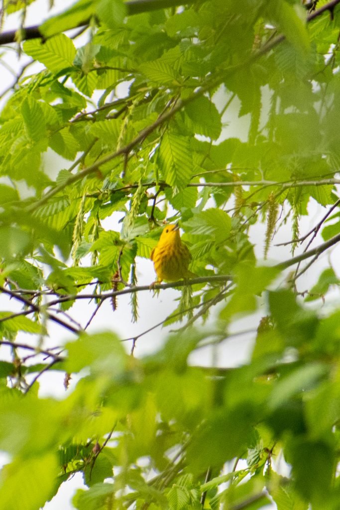 Yellow warbler, Prospect Park