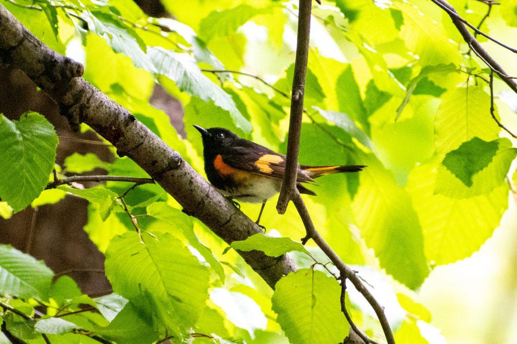 American redstart, Prospect Park