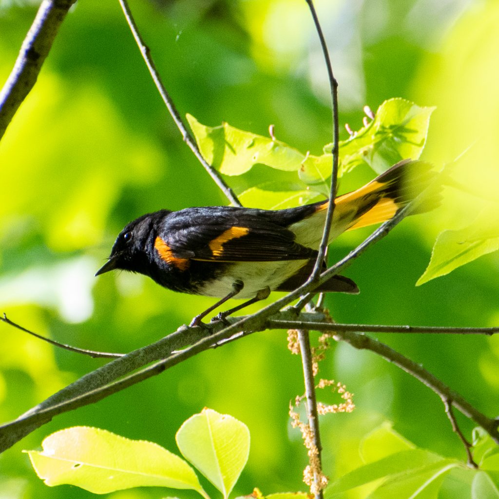 American redstart, Prospect Park
