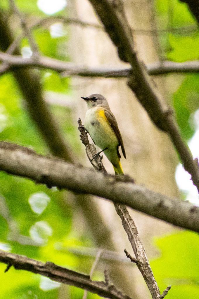 American redstart, Prospect Park
