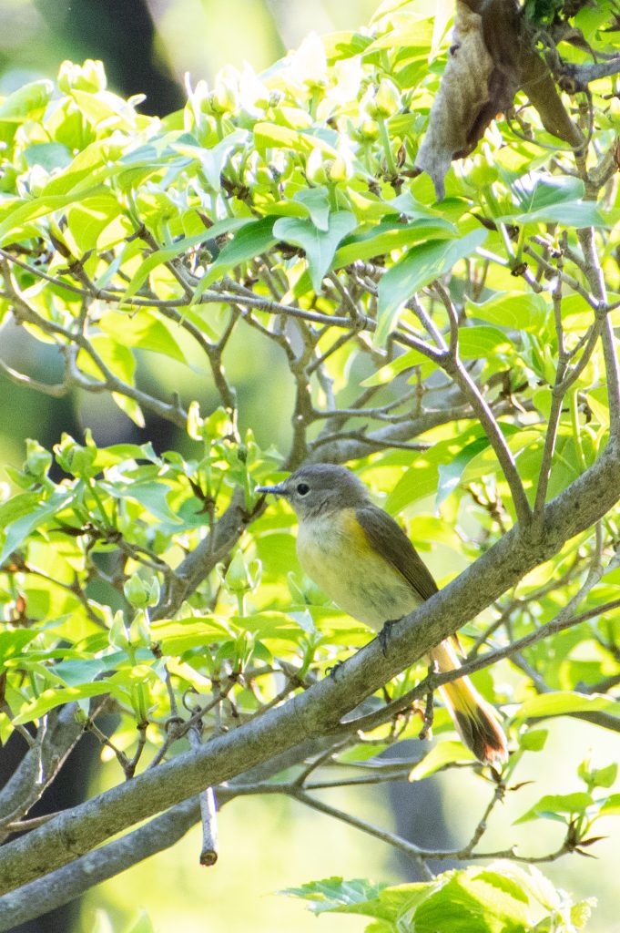 American redstart (female), Prospect Park