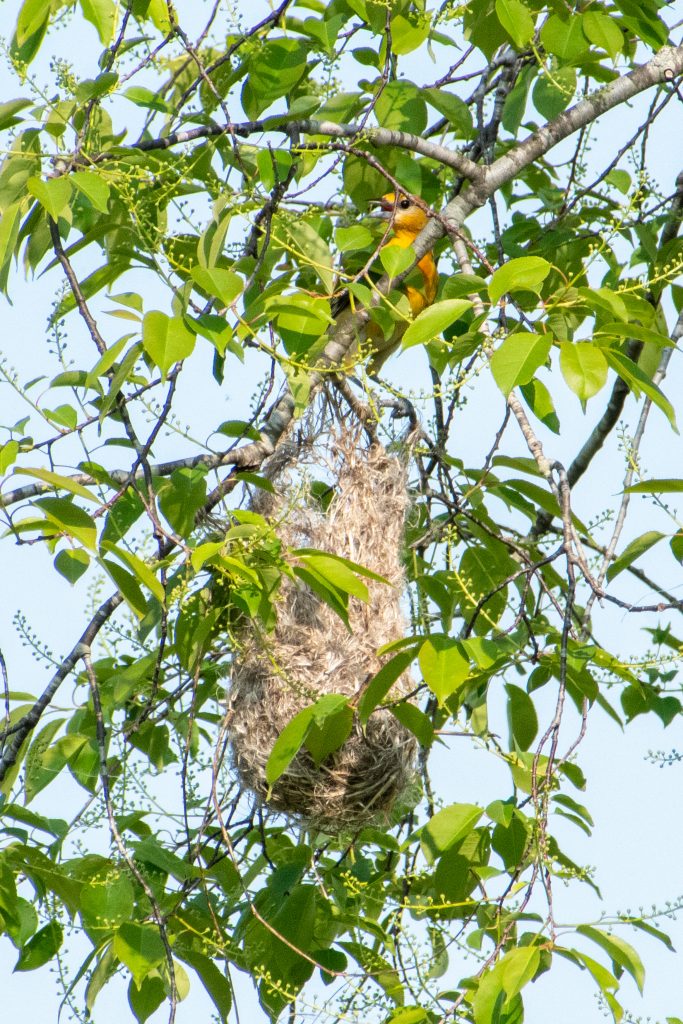 Baltimore oriole (first-year female and nest), Windham Path, Windham, NY
