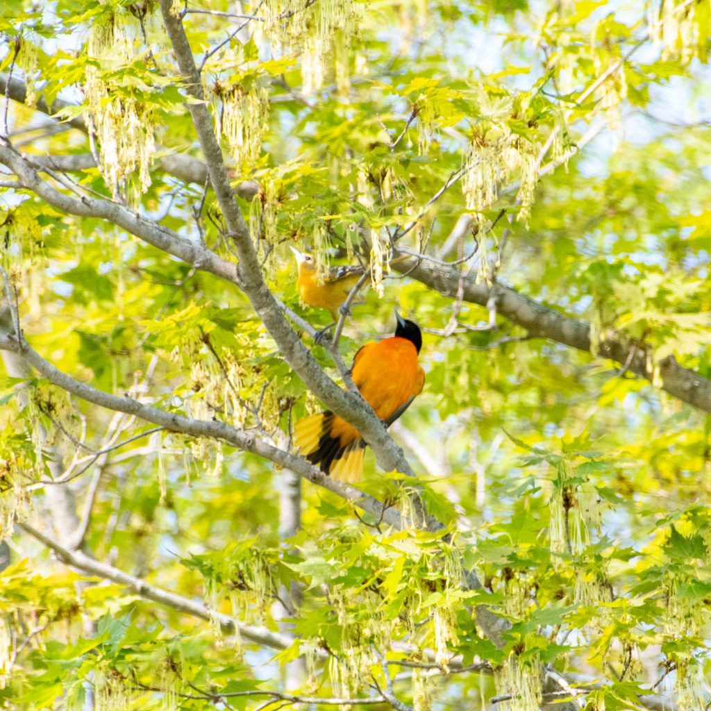Baltimore oriole (male and female), Windham Path, Windham, NY