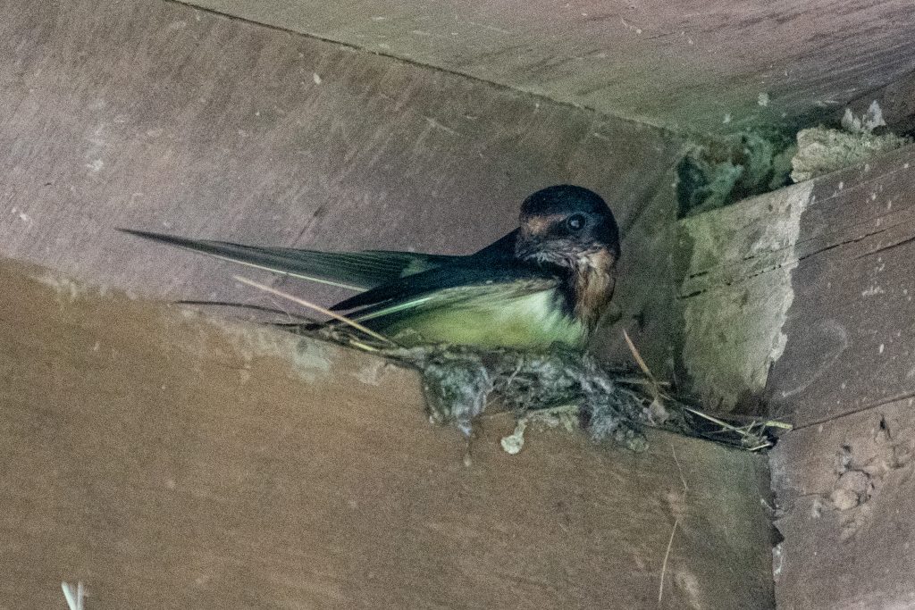 Barn swallow, building nest, Urban Cowboy Lodge, Big Indian, NY