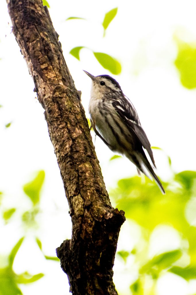 Black-and-white warbler, Prospect Park