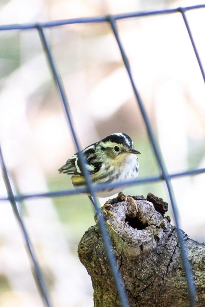 Black-and-white warbler, Prospect Park Black-and-white warbler, Prospect Park