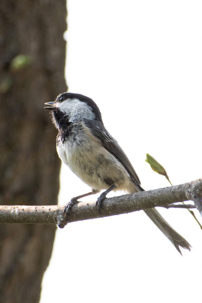 Black-capped chickadee, Windham Path, Windham, NY