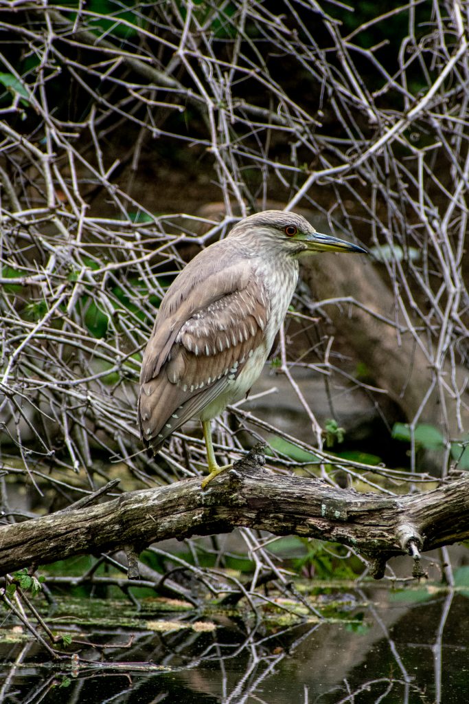 Black-crowned night heron (juvenile), Prospect Park