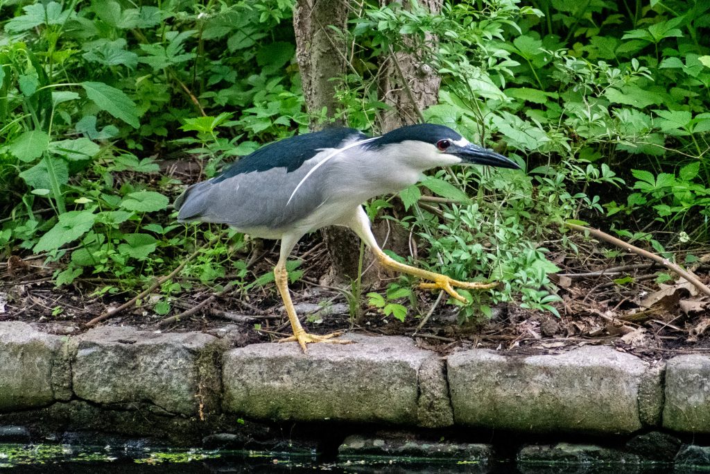 Black-crowned night heron, Prospect Park
