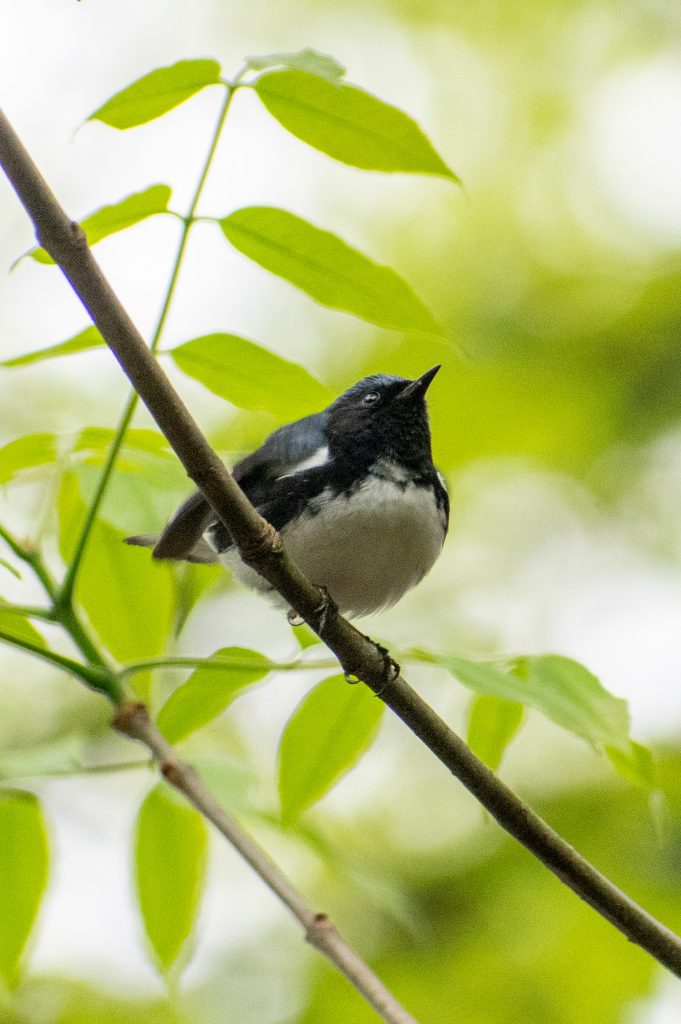 Black-throated blue warbler, Prospect Park Black-throated blue warbler, Prospect Park