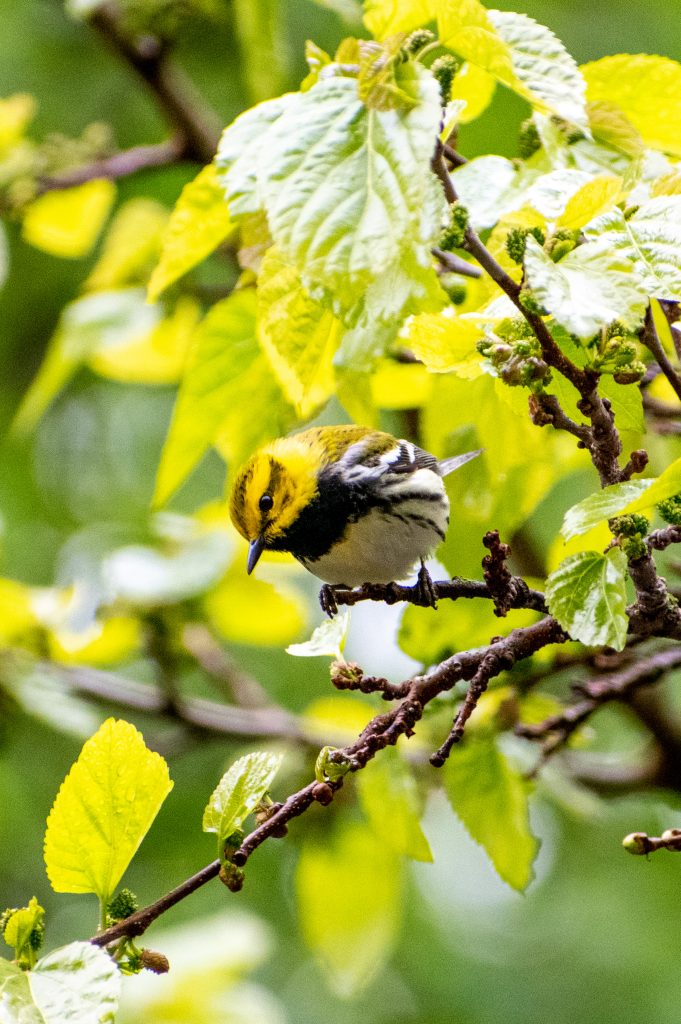 Black-throated green warbler, Prospect Park