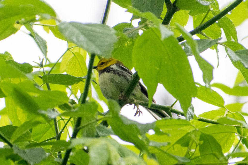 Black-throated green warbler, Prospect Park Black-throated green warbler, Prospect Park