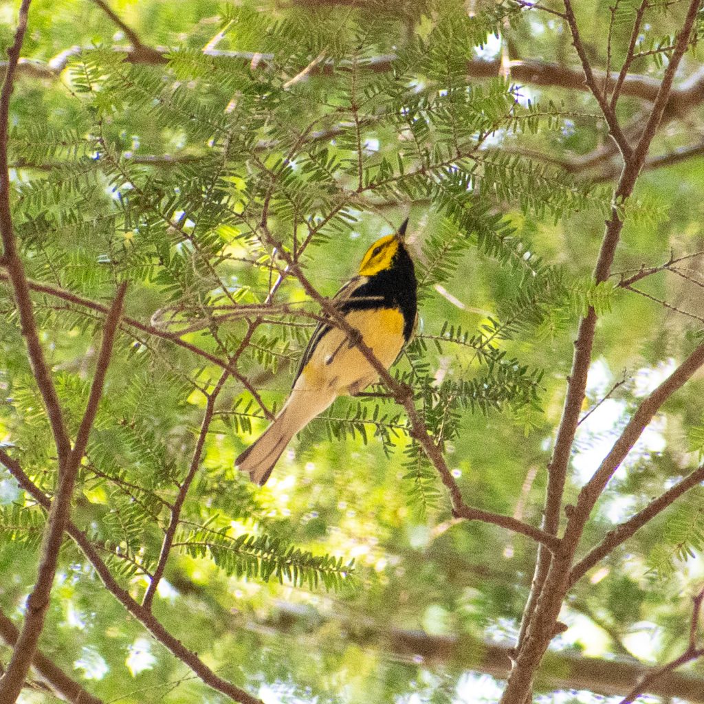 Black-throated green warbler, Mountain Top Arboretum, Tannersville, NY