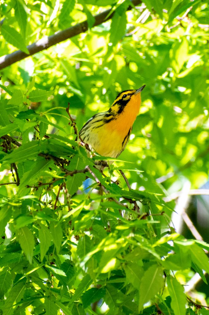 Blackburnian warbler in Japanese zelkova tree, Prospect Park