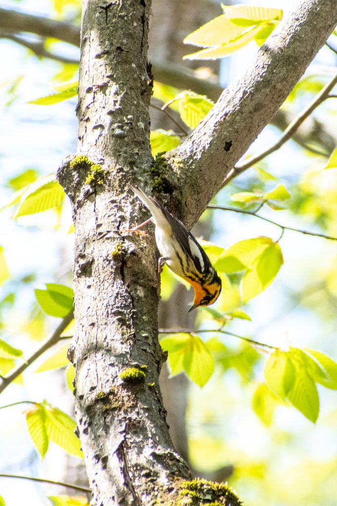 Blackburnian warbler (male), Mountain Top Arboretum, Tannersville, NY
