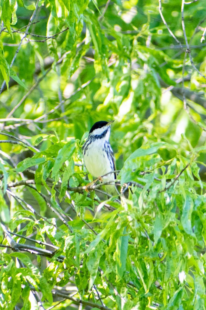 Blackpoll warbler (male), Prospect Park