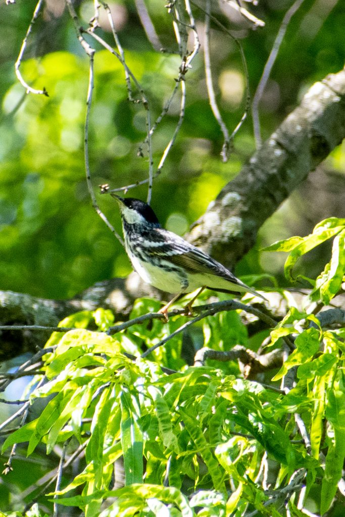 Blackpoll warbler (male), Prospect Park