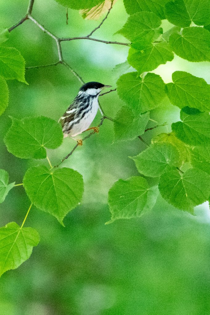 Blackpoll warbler (male), Prospect Park