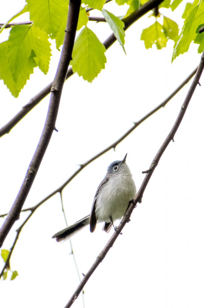 Blue-gray gnatcatcher, Prospect Park