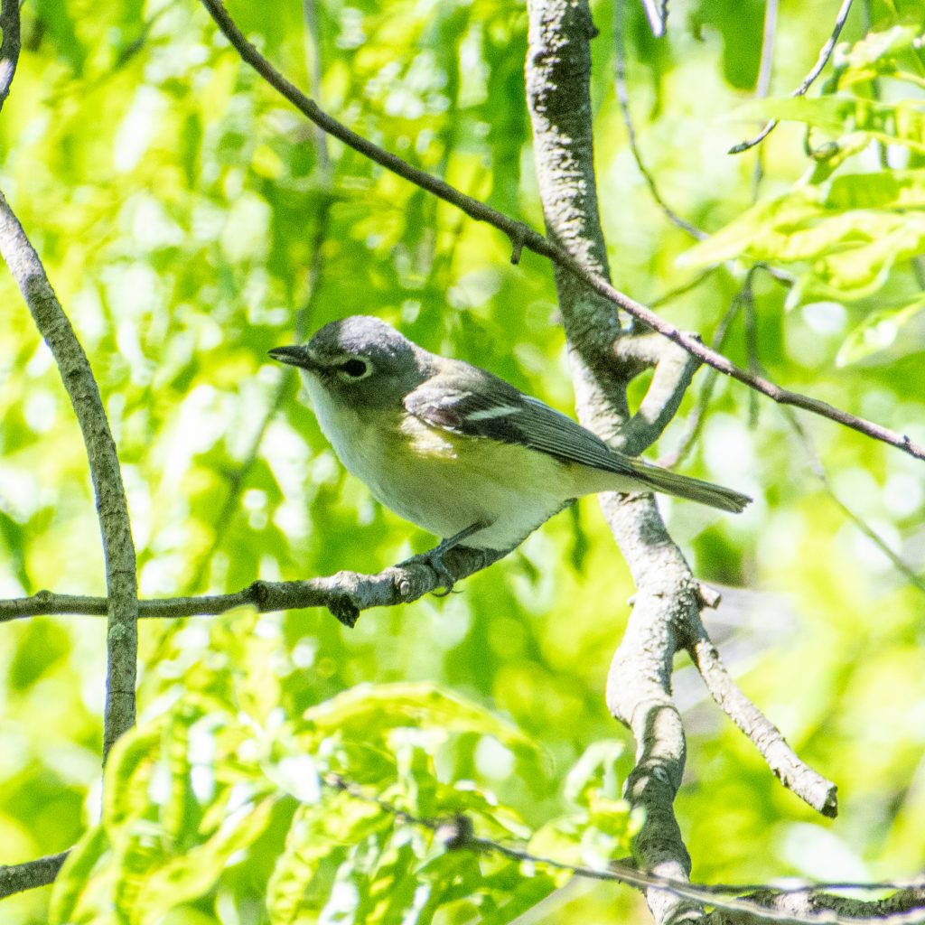 Blue-headed vireo, Prospect Park