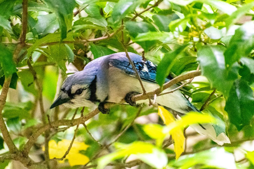 Blue jay, Prospect Park Blue jay, Prospect Park