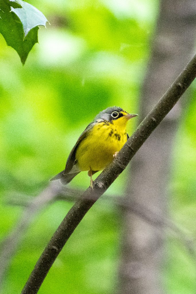 Canada warbler, Prospect Park