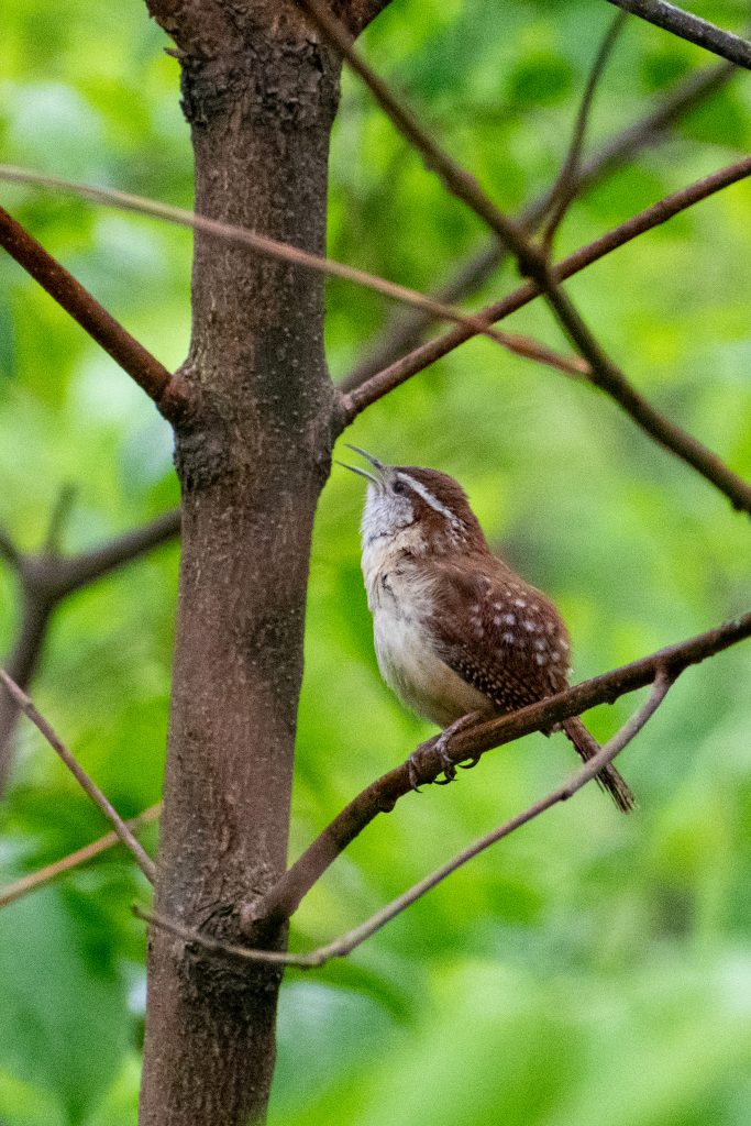 Carolina wren, Prospect Park Carolina wren, Prospect Park