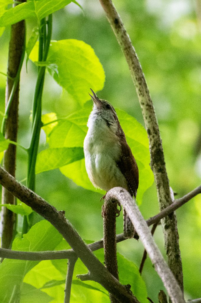 Carolina wren, Prospect Park