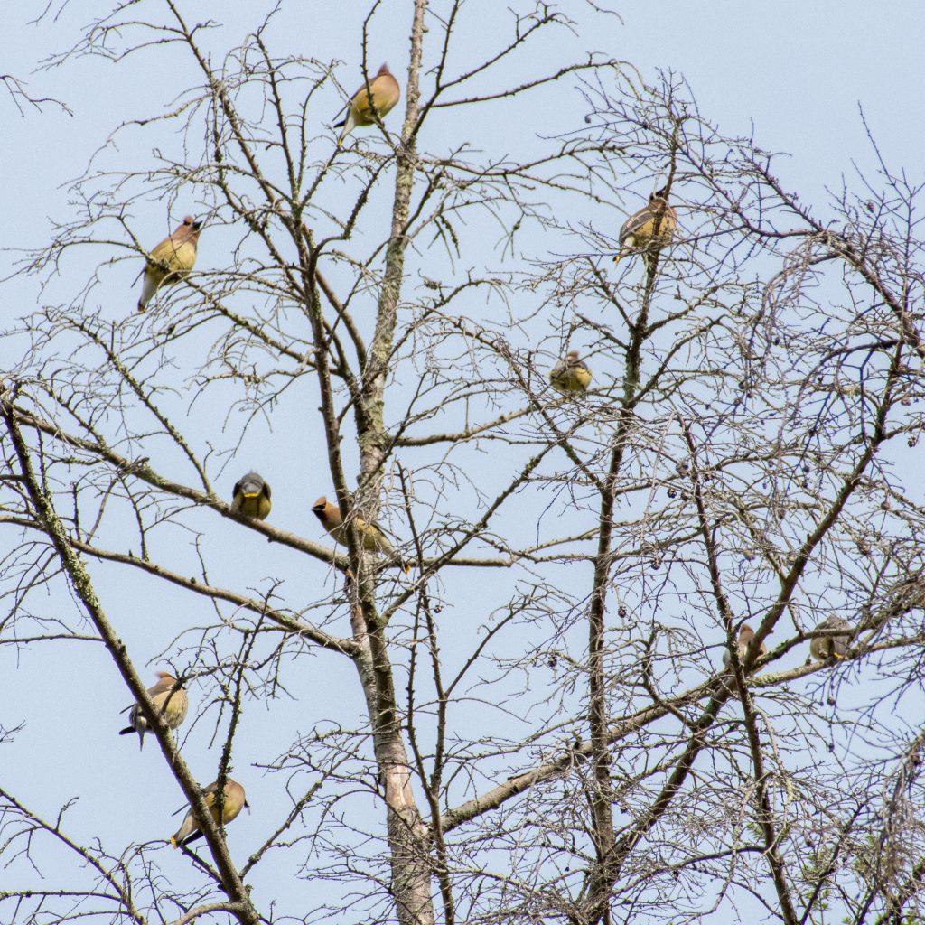 Cedar waxwings, Urban Cowboy Lodge, Big Indian, NY