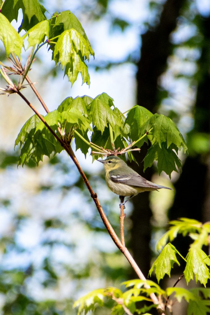 Cerulean warbler (female), Prospect Park Cerulean warbler (female), Prospect Park