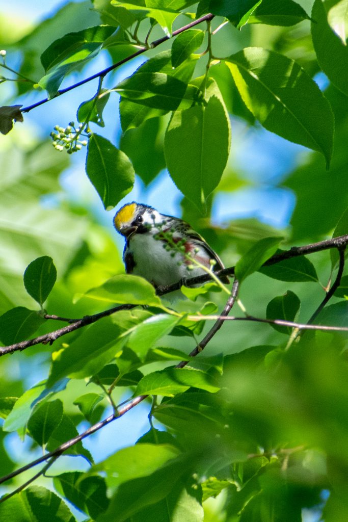 Chestnut-sided warbler, Prospect Park